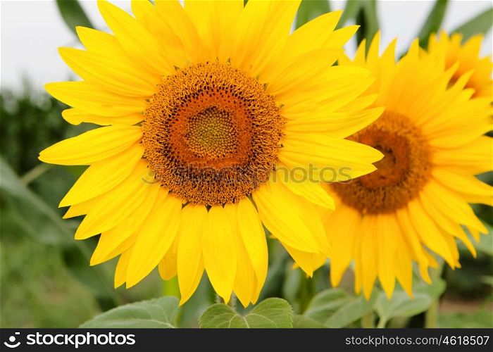 Standing tall sunflower with a bright yellow in their natural environment
