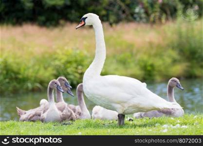 Standing white mute swan with young chicks at shoreline in nature