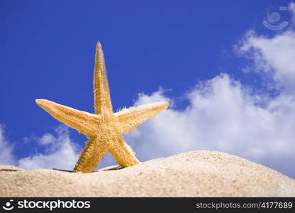 star fish and sand on blue sky background