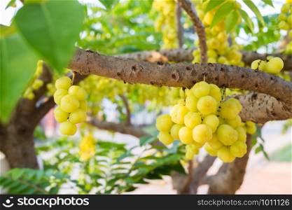 star gooseberry on tree in countryside Thailand