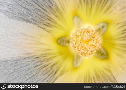 Star-like inside of blossom