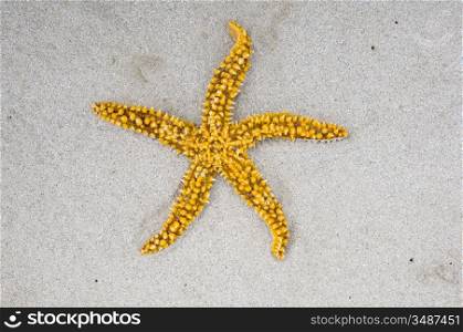 Star of sea over sand of the beach