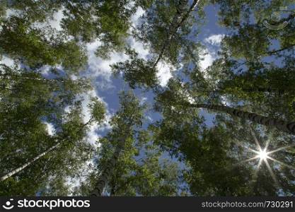 Star shaped sun rays passing through the green leaves of the high trees in the summer forest