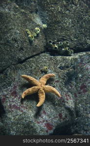 Starfiish on rock surface in aquarium in Lisbon, Spain.