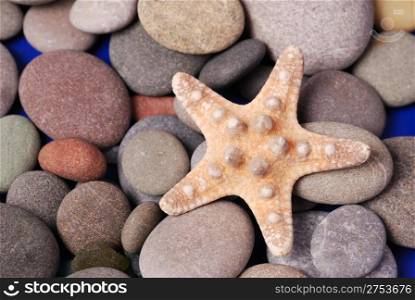 Starfish. A still-life with the sea pebble, the ground glass