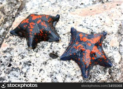 Starfish against rocks in the Japanese sea in the summer red with the black