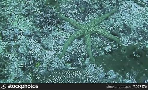 Starfish and coral close up, Bali