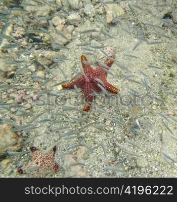 Starfish and school of fish swimming underwater, Bartolome Island, Galapagos Islands, Ecuador