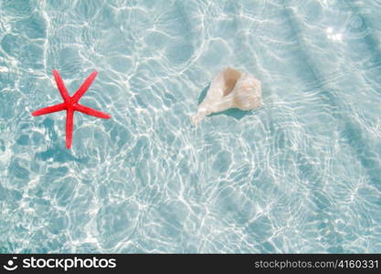 starfish and seashell in clea white sand beach ripple water