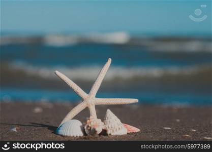 Starfish and seashells on the sand beach. The Seascape view