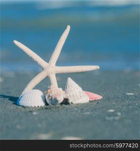 Starfish and seashells on the sand beach. The Seascape view