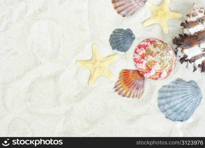 starfish and shells on the beach