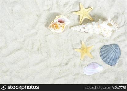starfish and shells on the beach sand