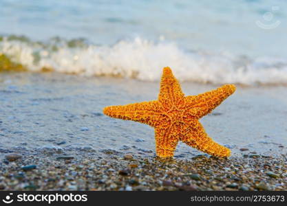 Starfish ashore. Waves on a background