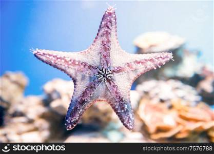 Starfish in blue water as nature underwater sea life background