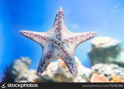 Starfish in blue water as nature underwater sea life background