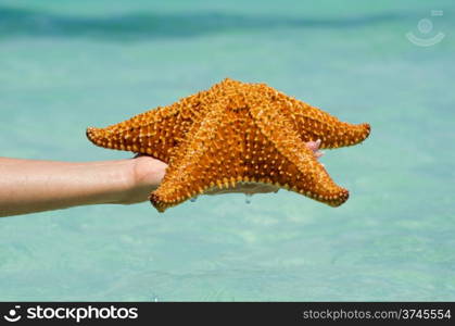 Starfish in hand in sea