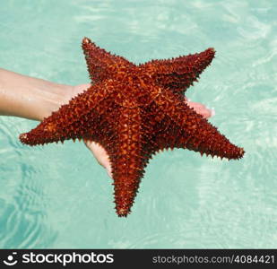 Starfish in hand in sea