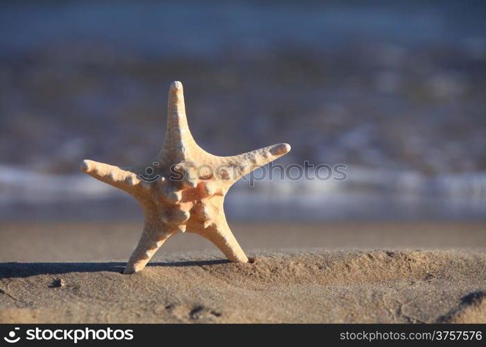 Starfish in the beach sand at ocean background. Summer vacation symbol