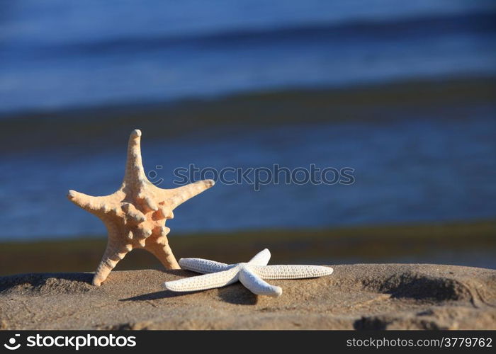 Starfish in the beach sand at ocean background. Summer vacation symbol