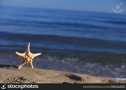 Starfish in the beach sand at ocean background. Summer vacation symbol