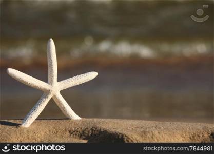Starfish in the beach sand at ocean background. Summer vacation symbol