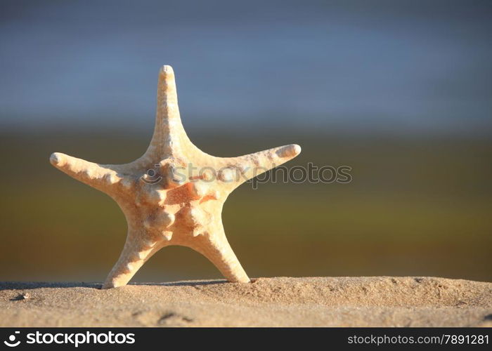 Starfish in the beach sand at ocean background. Summer vacation symbol