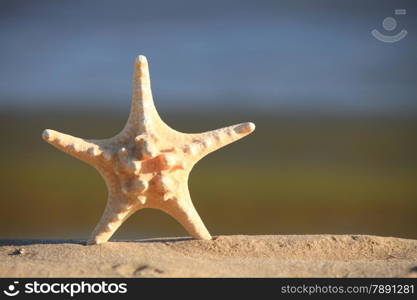 Starfish in the beach sand at ocean background. Summer vacation symbol