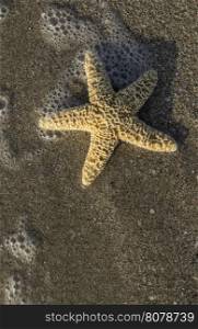 Starfish into the waves. Sunlight