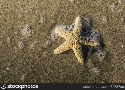 Starfish into the waves. Sunlight