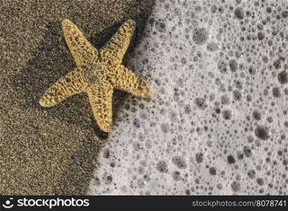 Starfish into the waves. Sunlight