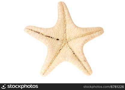 Starfish isolated on white