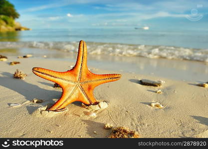 Starfish on a beautiful beach