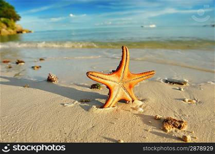 Starfish on a beautiful beach
