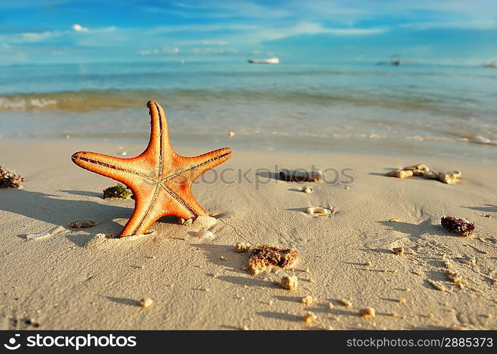 Starfish on a beautiful beach