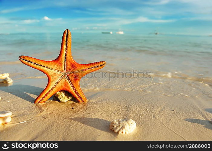 Starfish on a beautiful beach