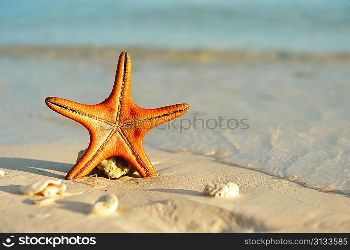 Starfish on a beautiful beach