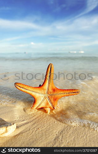 Starfish on a beautiful beach