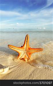 Starfish on a beautiful beach