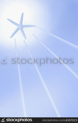 Starfish on a blue background