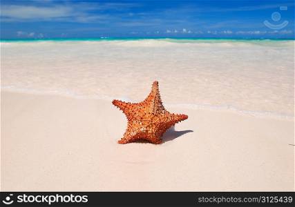 Starfish on a caribbean beach