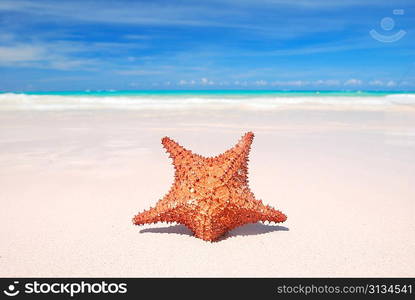 Starfish on a caribbean beach