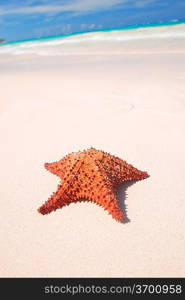 Starfish on a caribbean beach