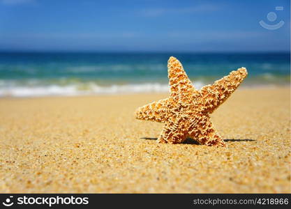 Starfish on a tropical beach and blue summer sky.