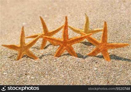 Starfish on a yellow beach sand