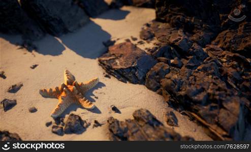 Starfish on sandy beach at sunset