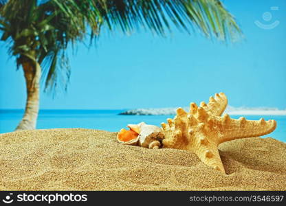 starfish on sandy beach on the tropical coast