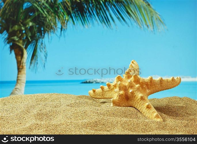 starfish on sandy beach on the tropical coast