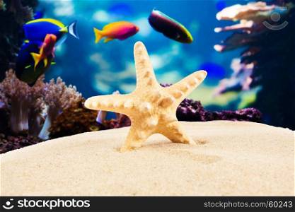 Starfish on sandy beach, travel concept. Summer background. Summer concept