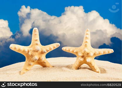 Starfish on sandy beach, travel concept. Summer background. Summer concept